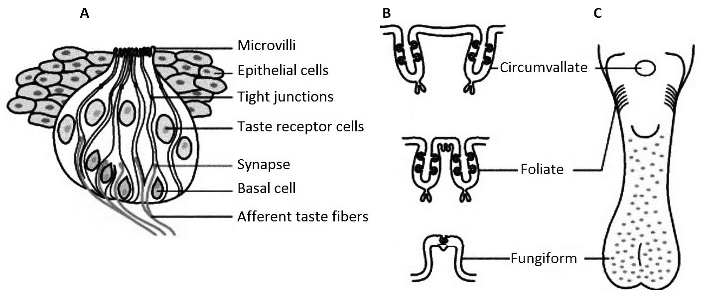 Taste buds are contained within three major classes of papillae